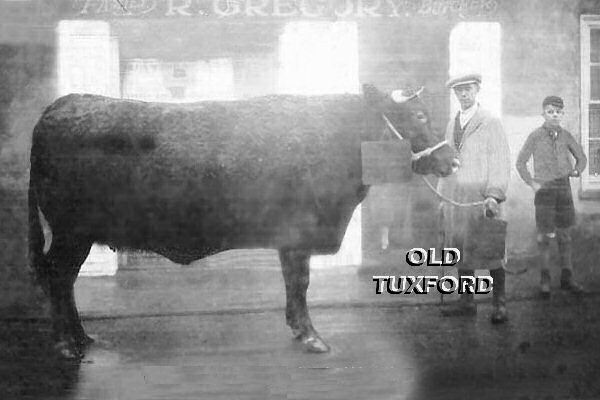 Arthur Mison and Jack Wood with bullock outside Gregory's shop, 1929-30